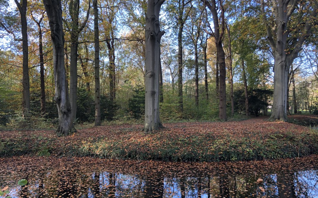 Mildenburgbos Oostvoorne